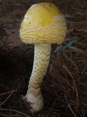 Amanita muscaria guessowii