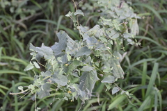 Abutilon trisulcatum