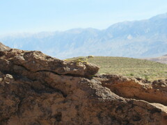 Crotaphytus bicinctores