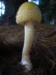 Amanita muscaria guessowii