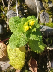Scrophularia vernalis