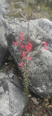 Penstemon isophyllus