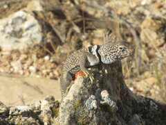 Crotaphytus bicinctores