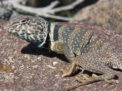 Crotaphytus bicinctores