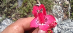 Penstemon isophyllus