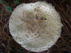 Amanita muscaria guessowii