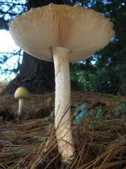 Amanita muscaria guessowii