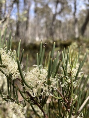 Hakea microcarpa