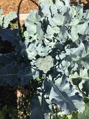 Brassica oleracea italica