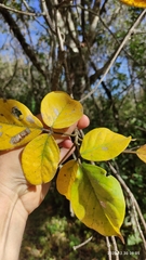 Bursera permollis