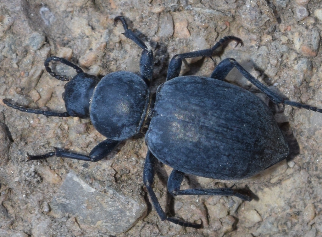 Tentyria incerta