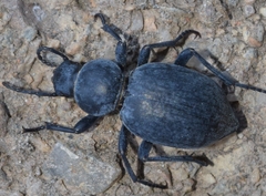 Tentyria incerta