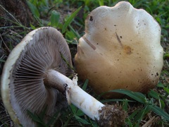 Stropharia coronilla