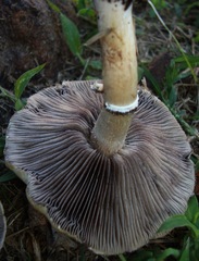 Stropharia coronilla