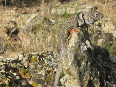 Crotaphytus bicinctores