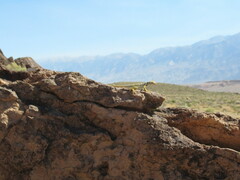 Crotaphytus bicinctores