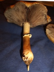Stropharia coronilla