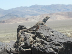 Crotaphytus bicinctores