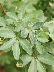 Pithecellobium dulce