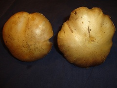 Stropharia coronilla