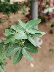 Pithecellobium dulce