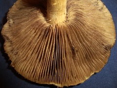 Stropharia coronilla
