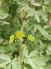 Pithecellobium dulce