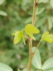 Pithecellobium dulce