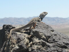 Crotaphytus bicinctores