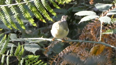 Phylloscopus trochilus