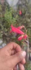 Penstemon isophyllus