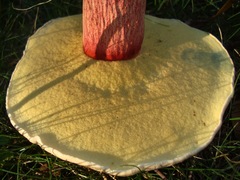 Boletaceae