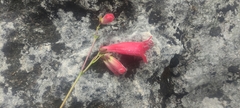 Penstemon isophyllus