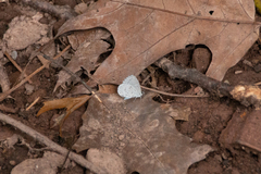 Celastrina