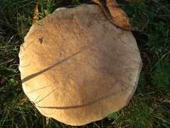 Boletaceae