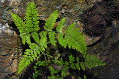 Hypodematium crenatum