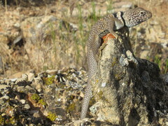 Crotaphytus bicinctores