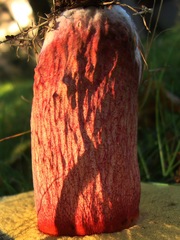 Boletaceae