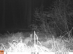 Sylvilagus aquaticus