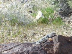 Crotaphytus bicinctores