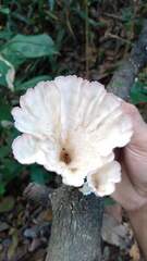 Cymatoderma caperatum