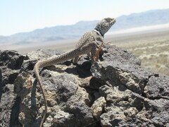 Crotaphytus bicinctores