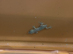 Hemidactylus frenatus