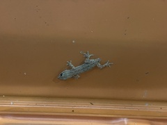 Hemidactylus frenatus