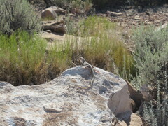 Crotaphytus bicinctores