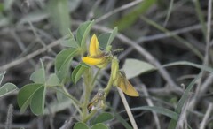 Crotalaria incana