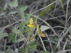 Crotalaria incana