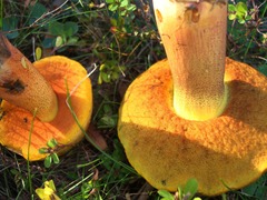 Boletus subvelutipes