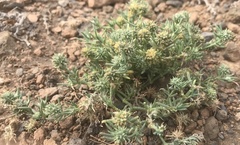 Gymnocarpos sclerocephalus