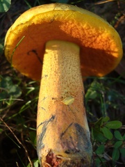 Boletus subvelutipes